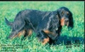 Pedigree INKA VOM EIXELBERG Pedigree INKA VOM EIXELBERG